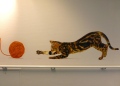 jannick-chiraux - PEINTURES MURALES
